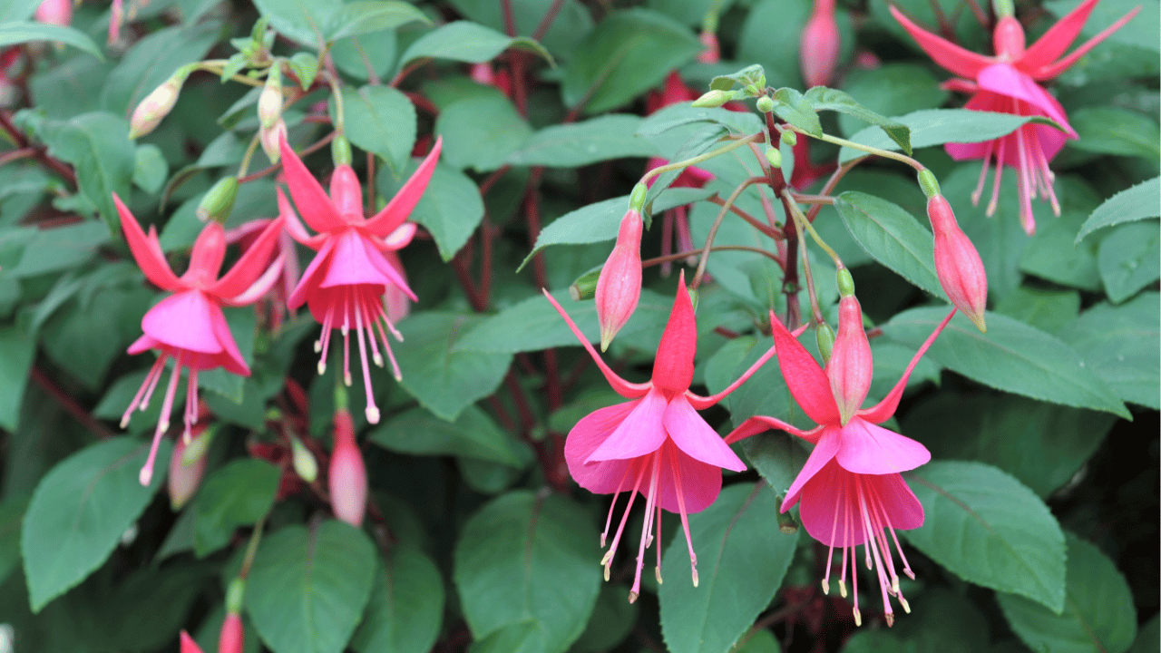 fuchsia plant care