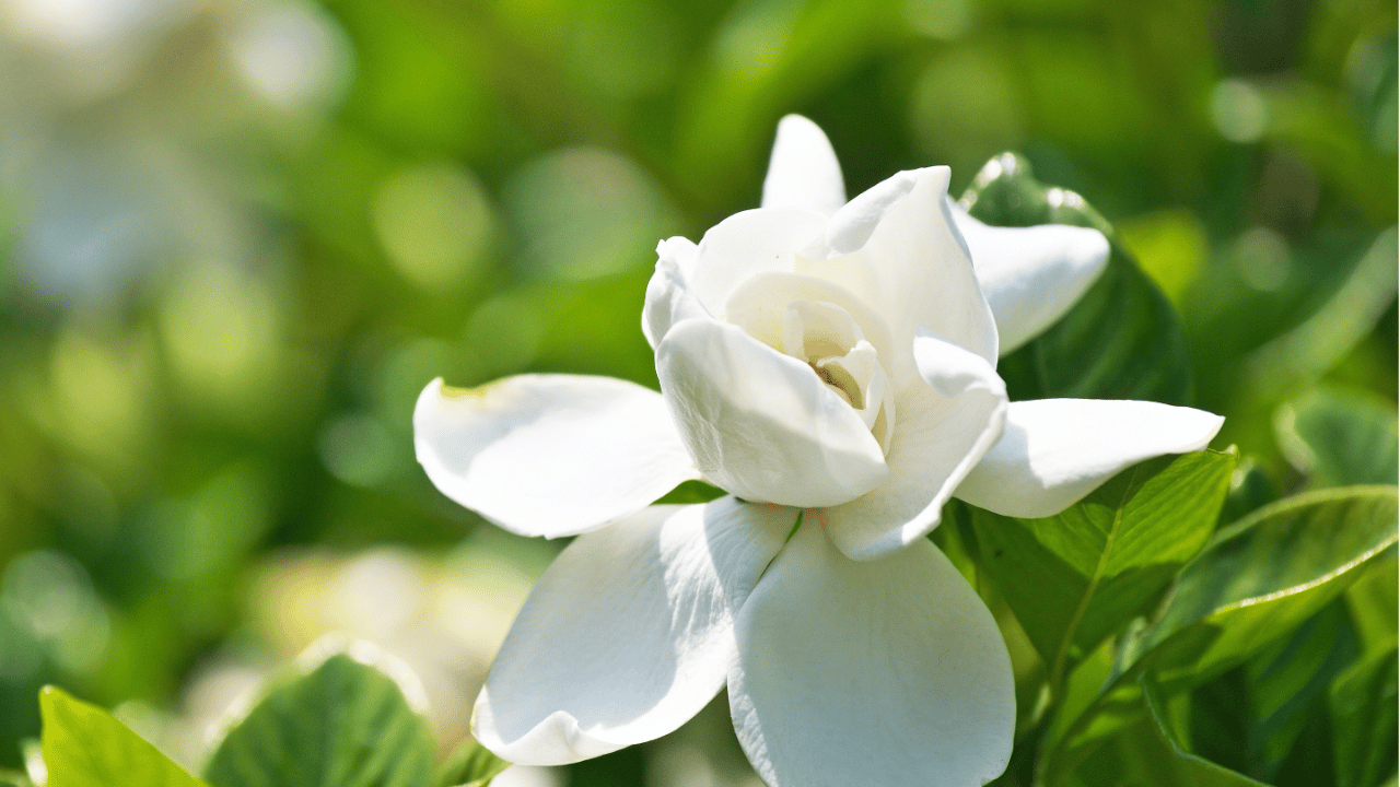 gardenia plant care