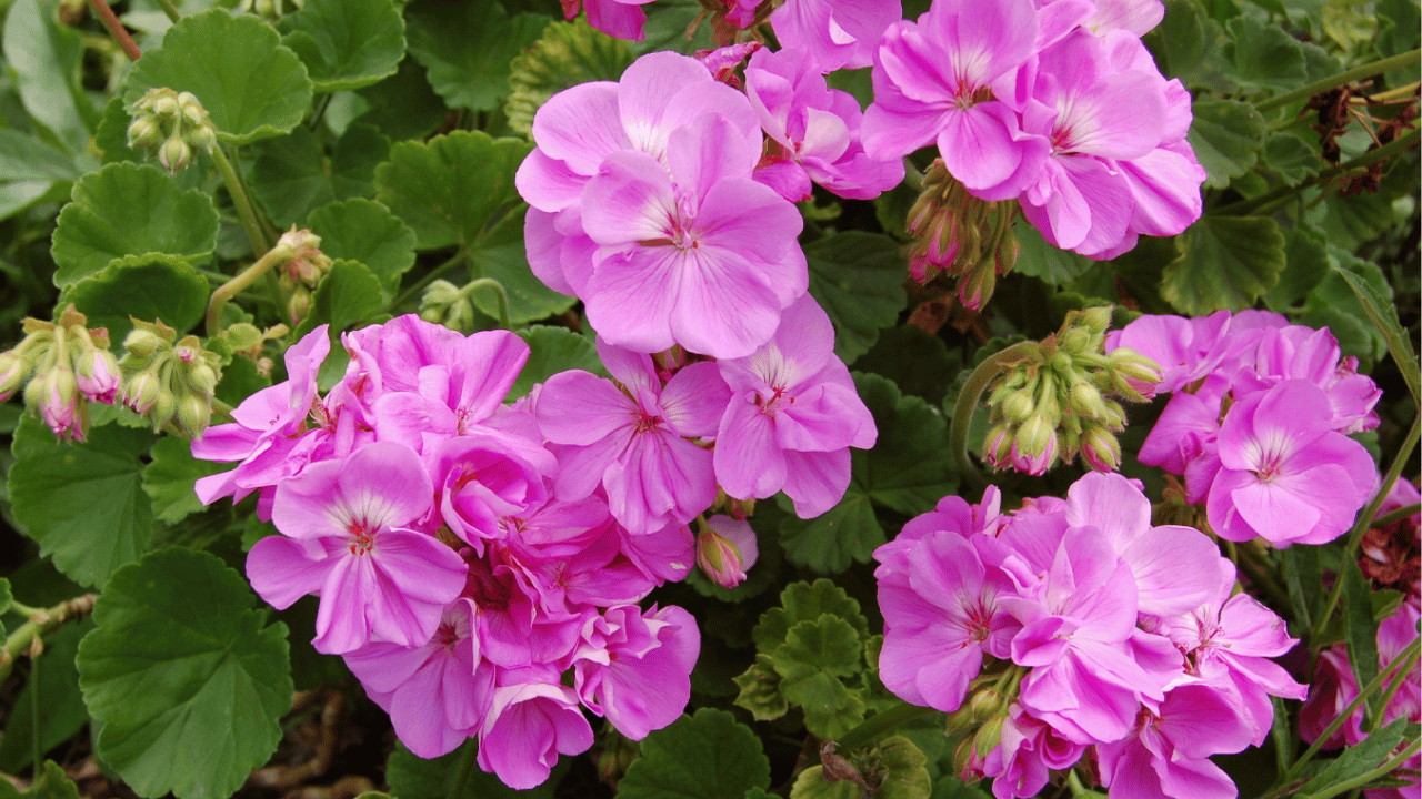 geranium care