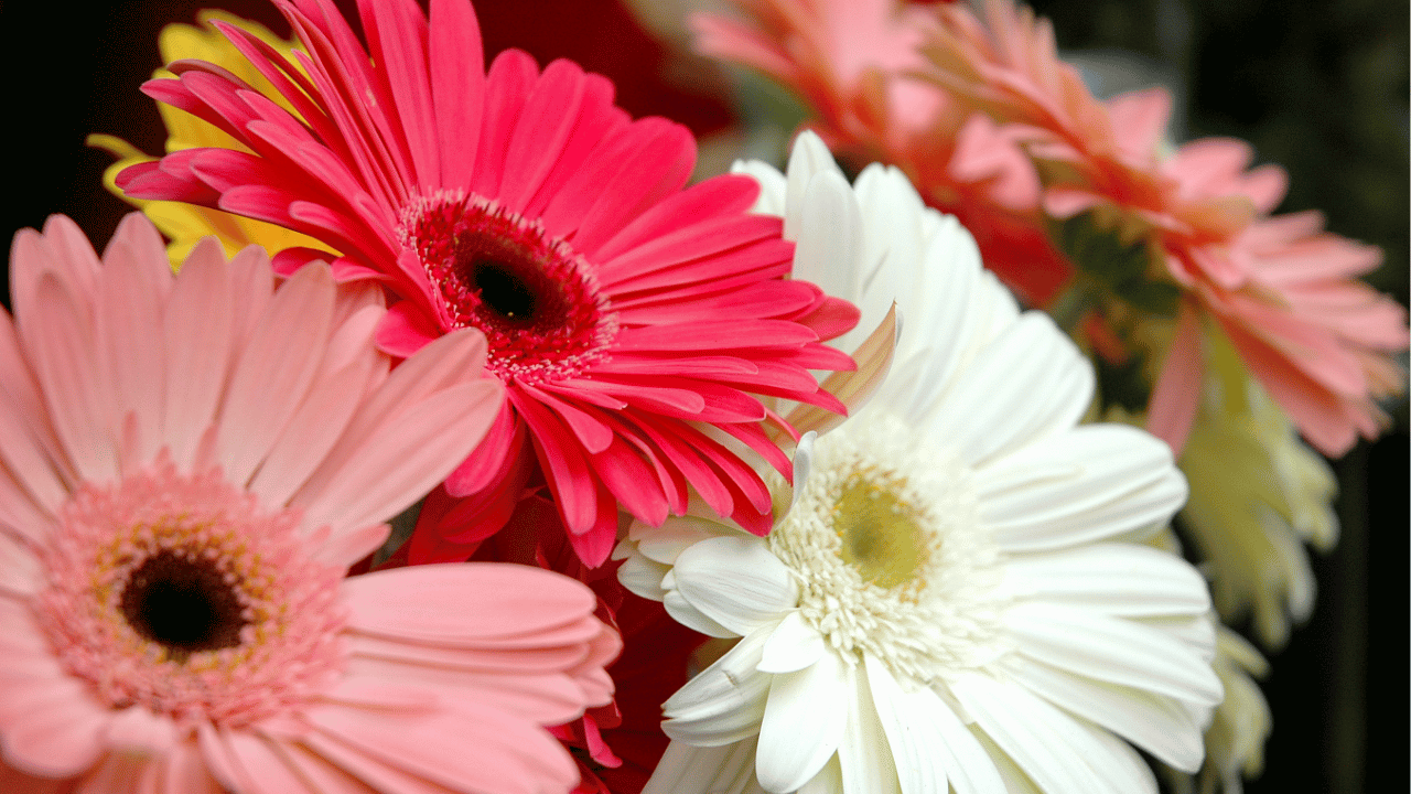 gerbera daisy care