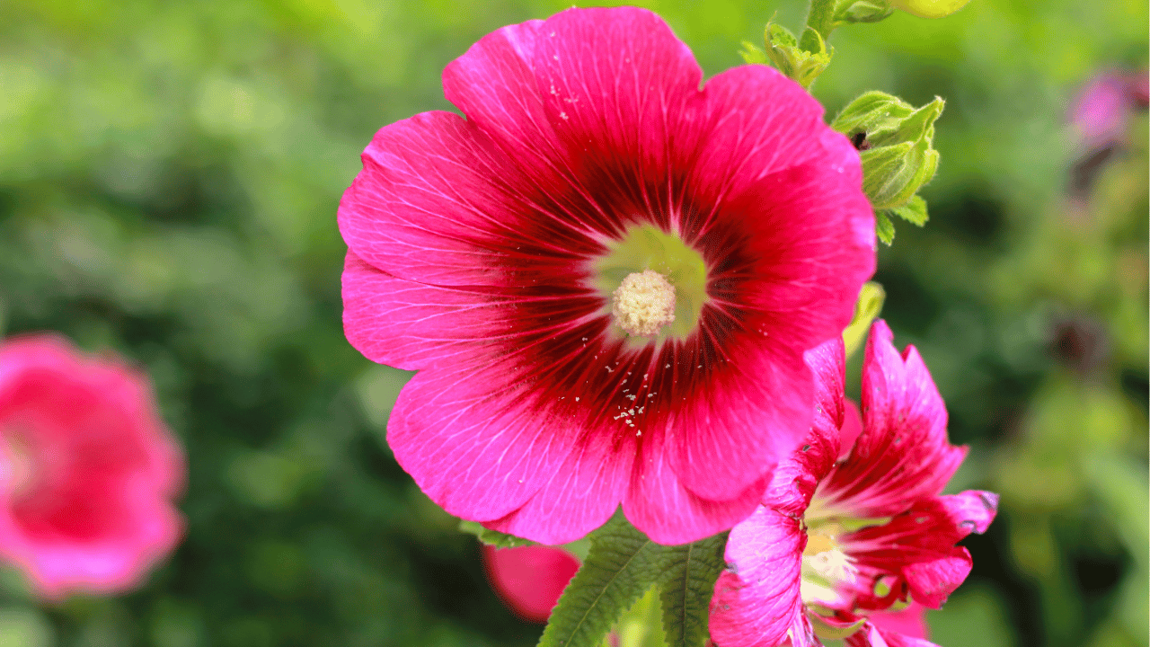 hollyhock care tips