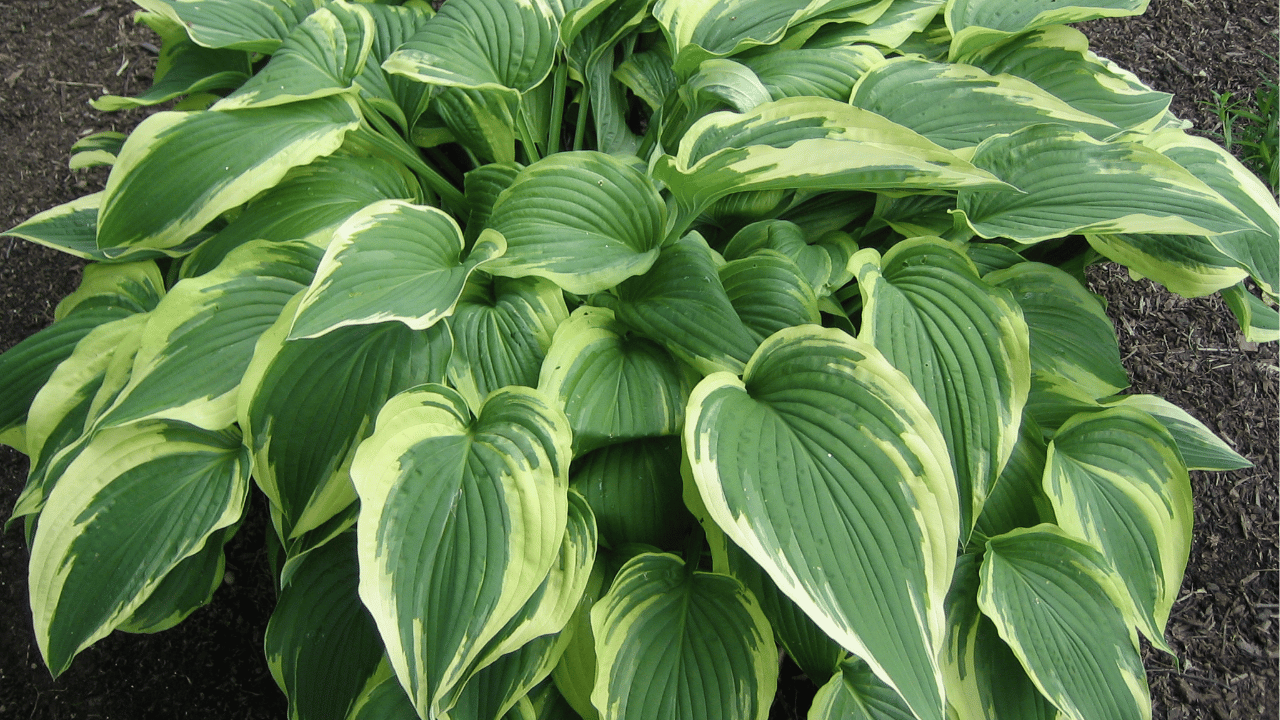 hostas care