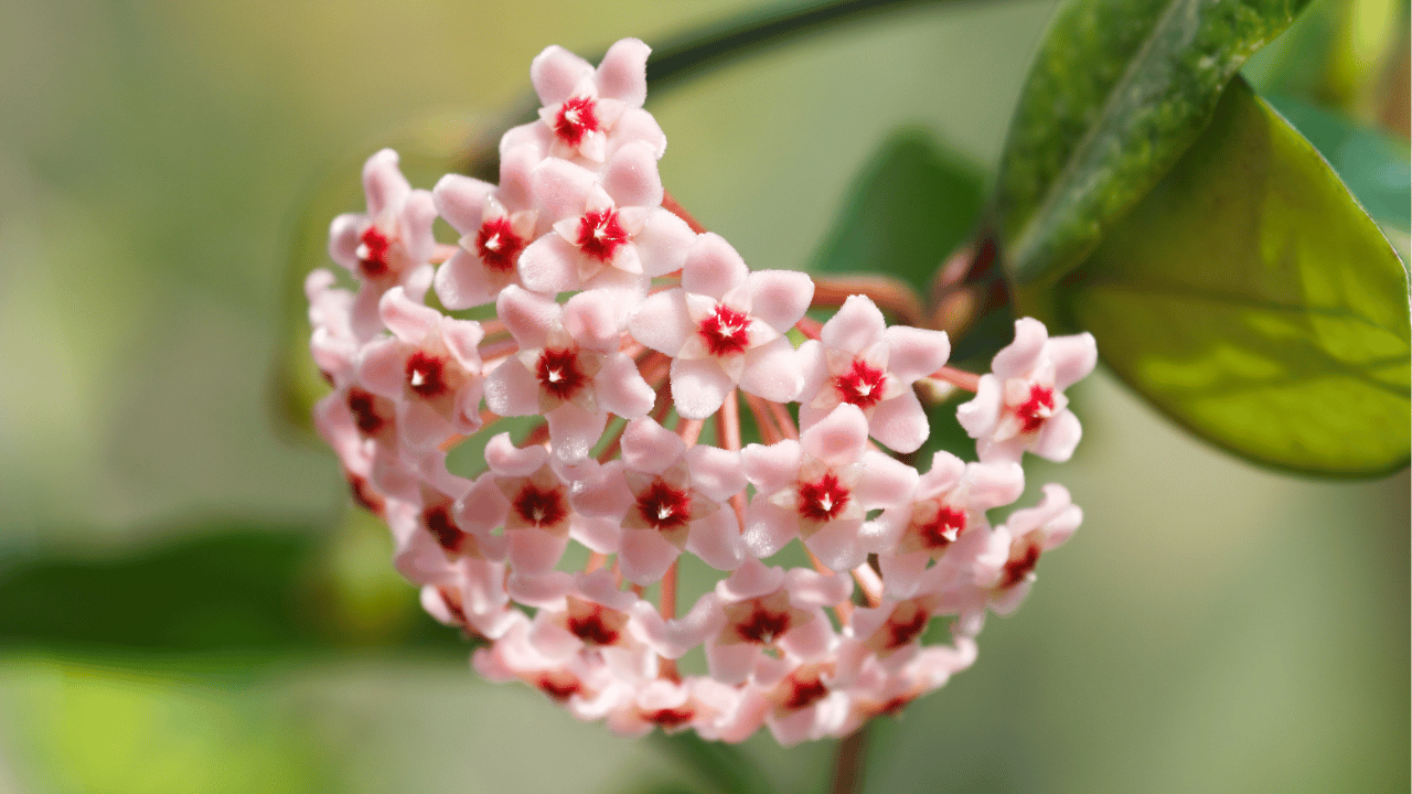 hoya plant care