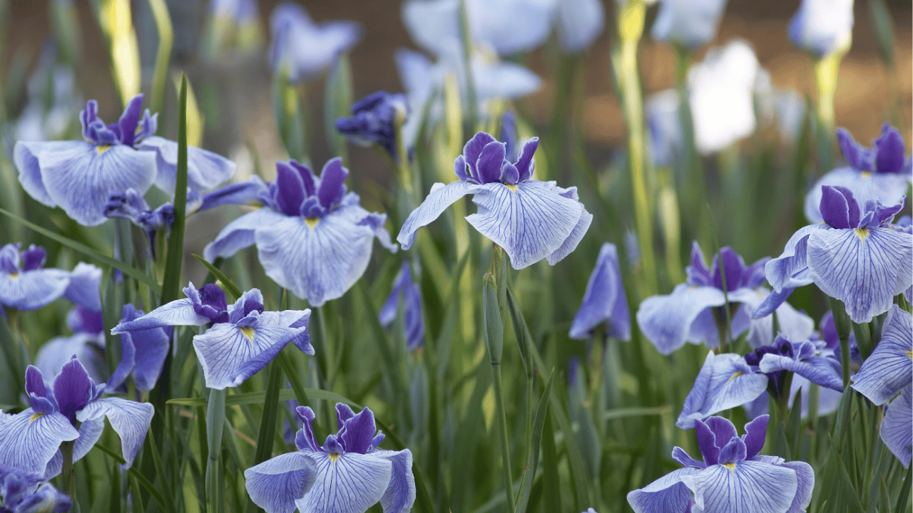 iris plants care after blooming