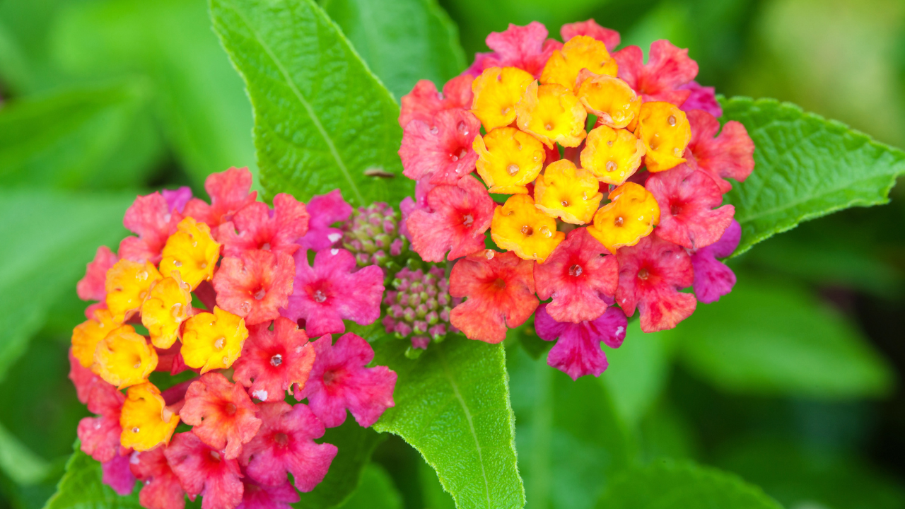 lantana plant care