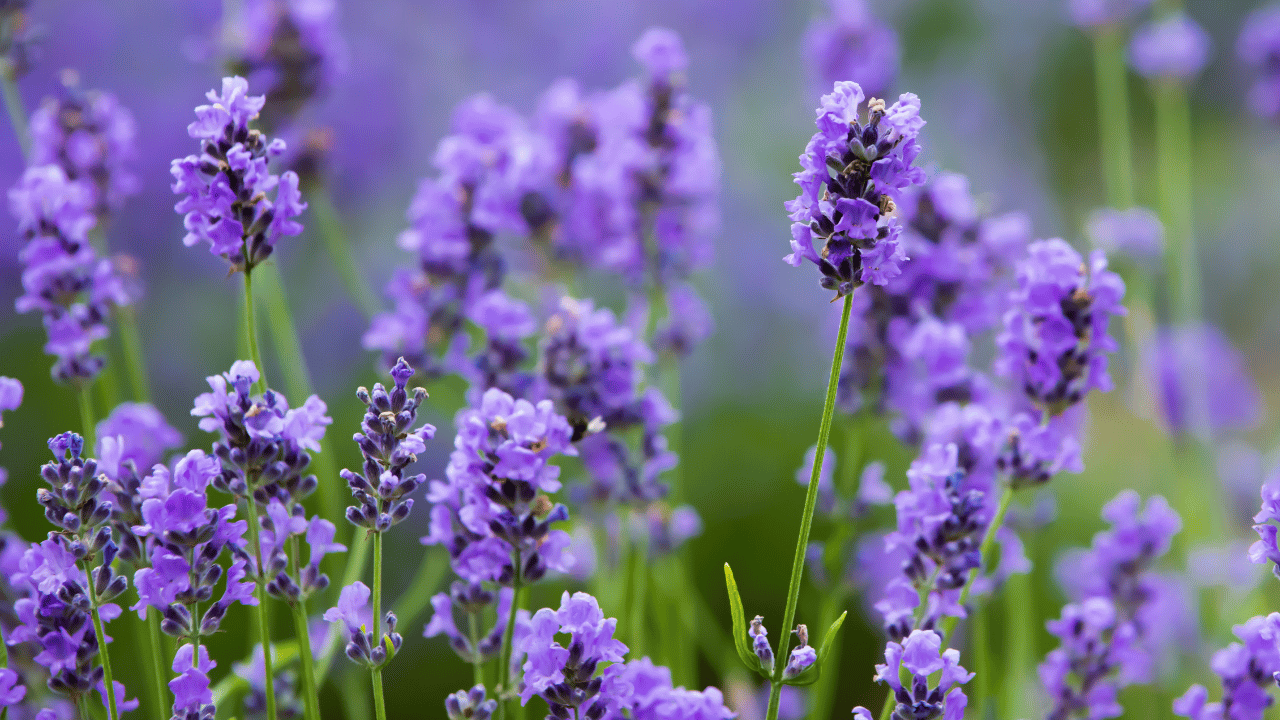 lavender plant care