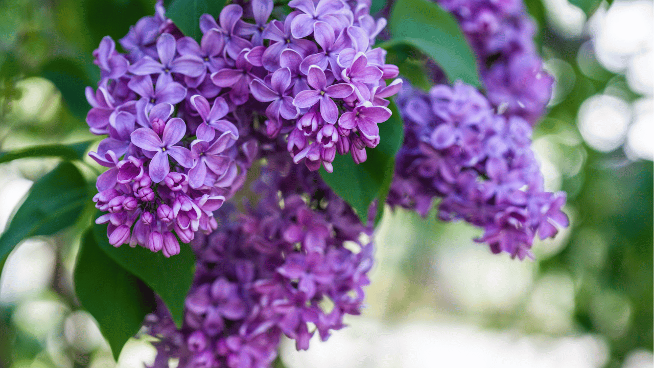 lilacs care