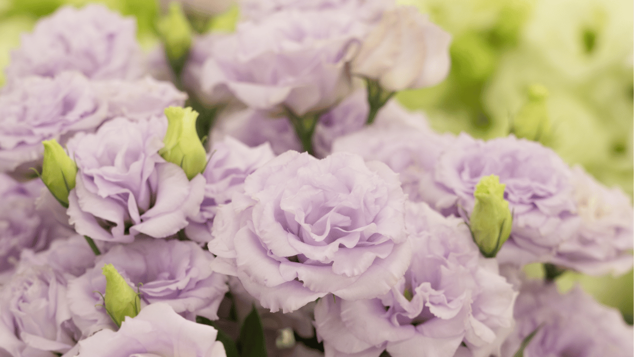 lisianthus plant care