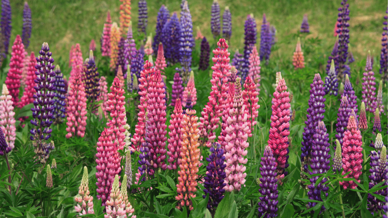 lupine plant care