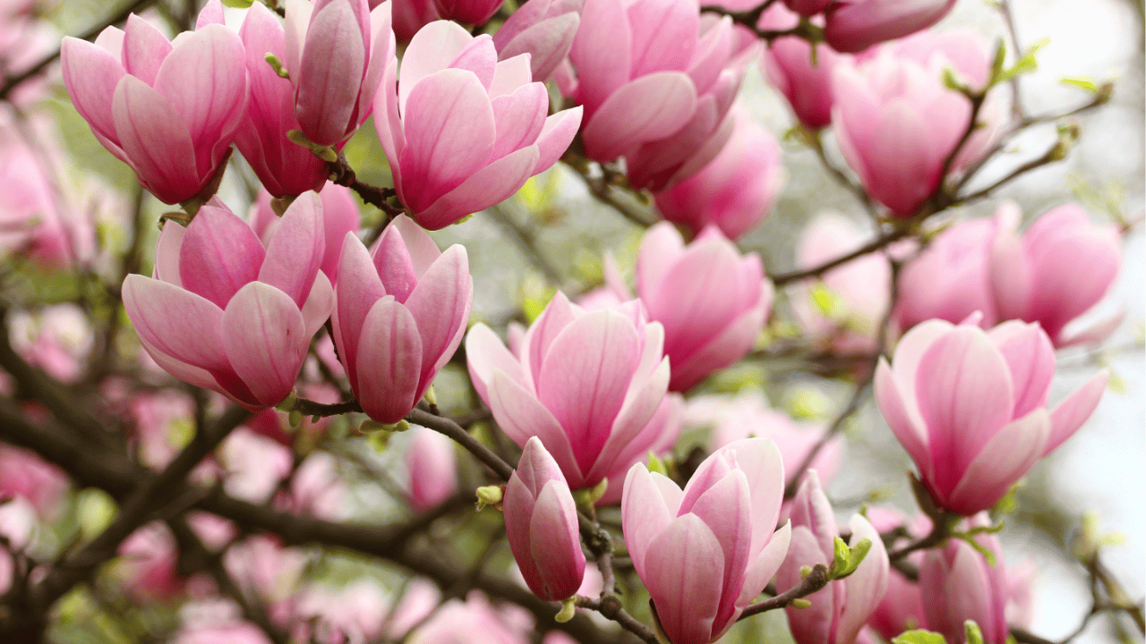 magnolia tree care