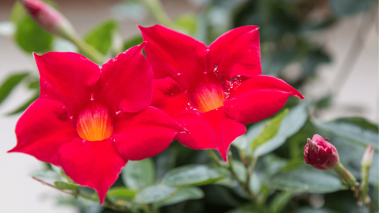 mandevilla vine care