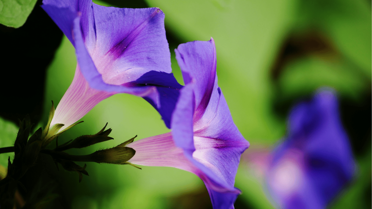 morning glory flower care