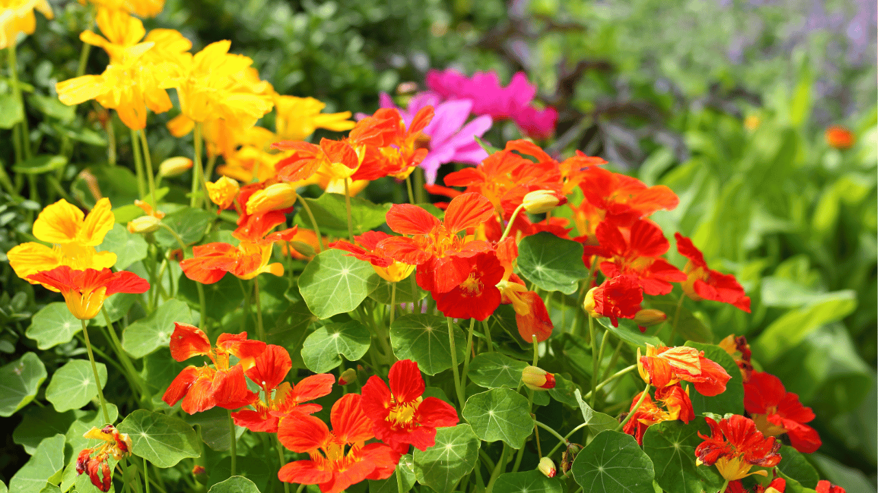 nasturtium plant care