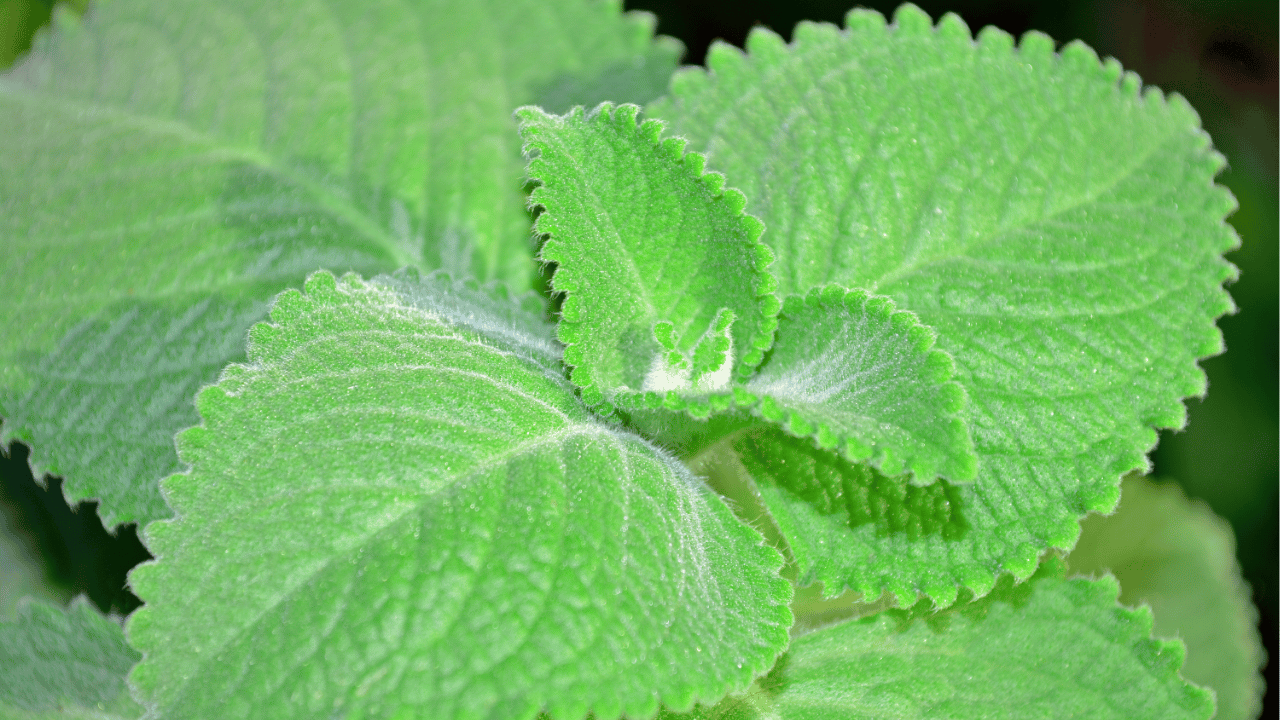 oregano plant care