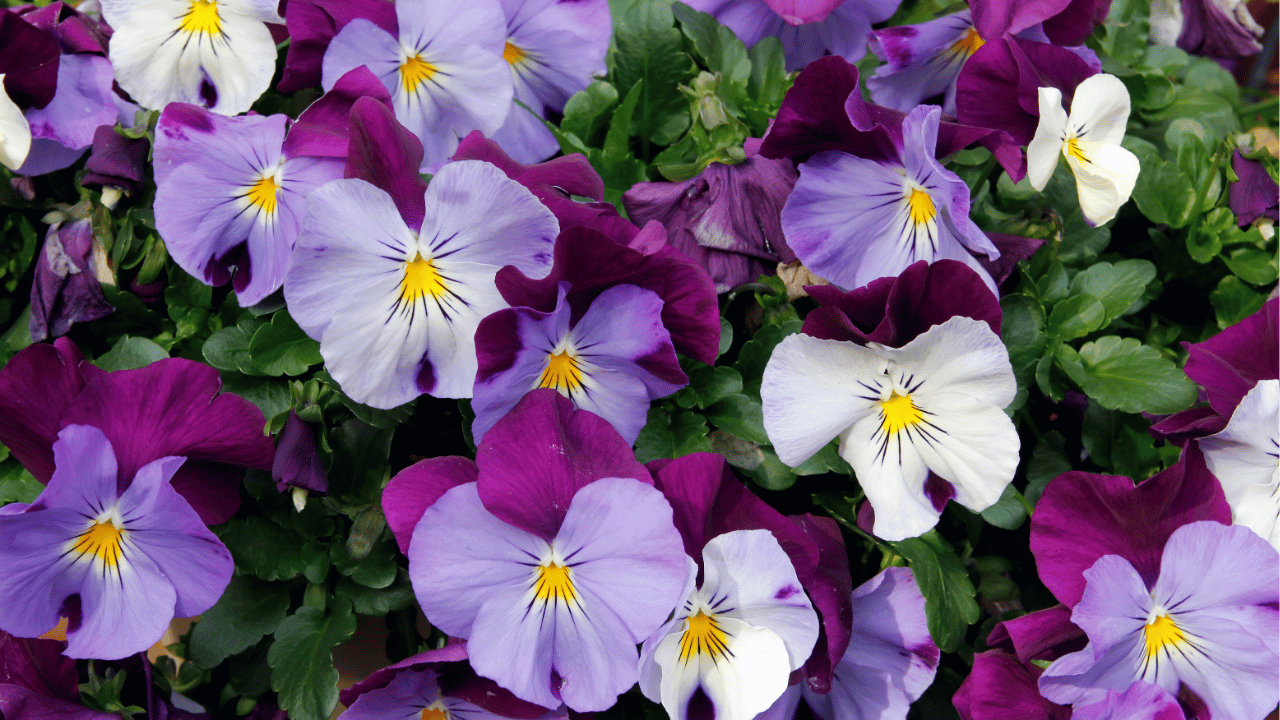 pansies care