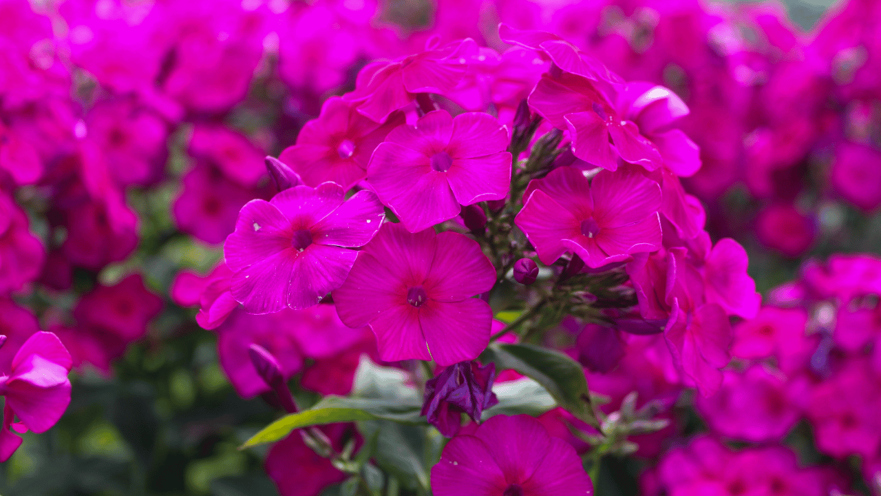 phlox plant care