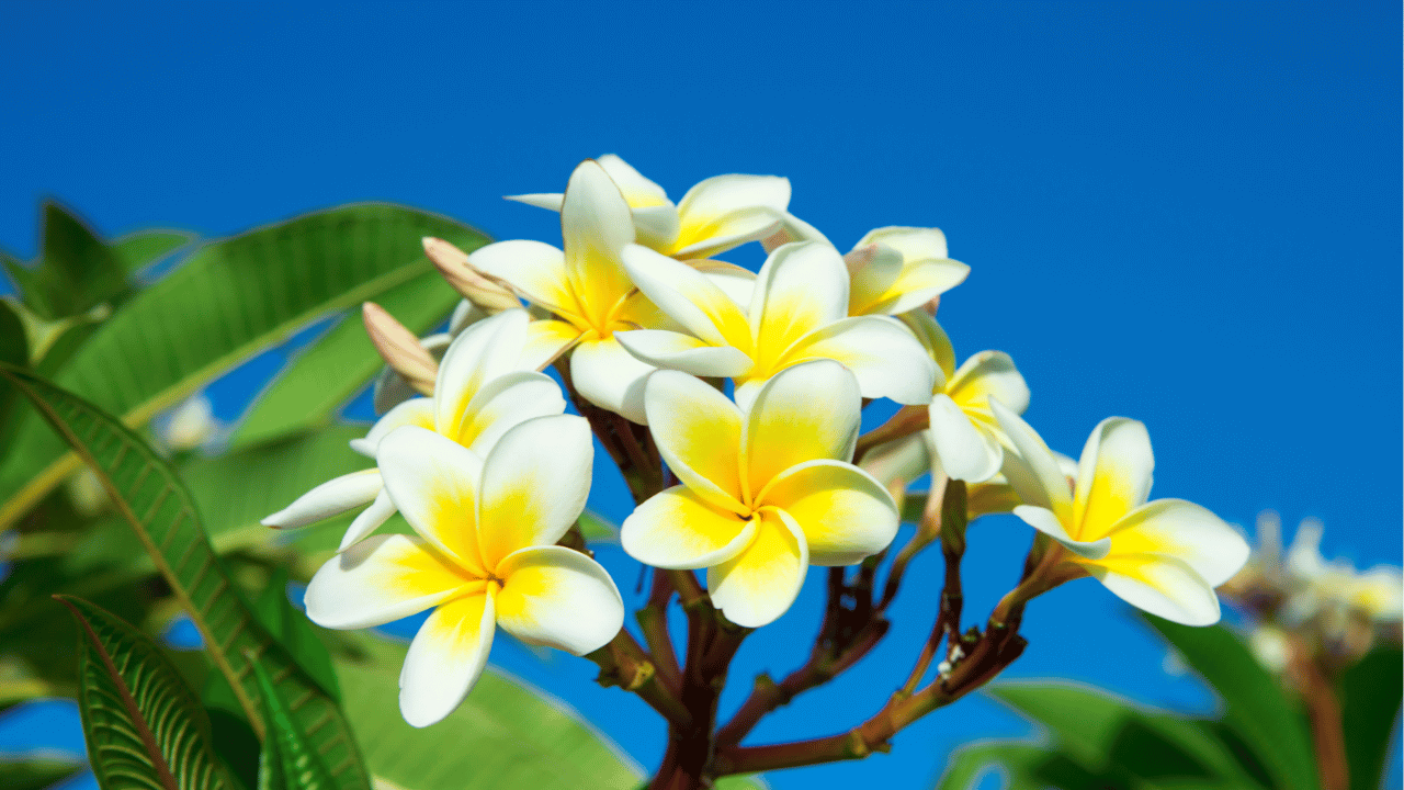 plumeria tree care