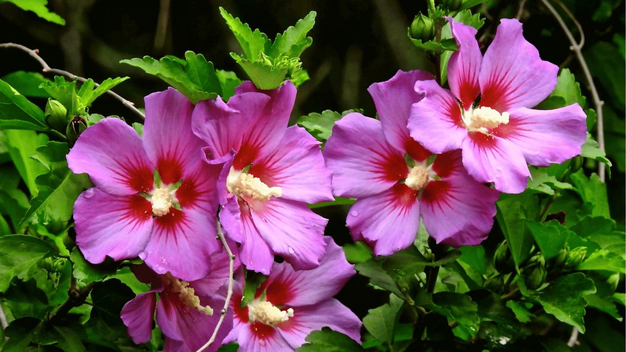 rose of sharon care