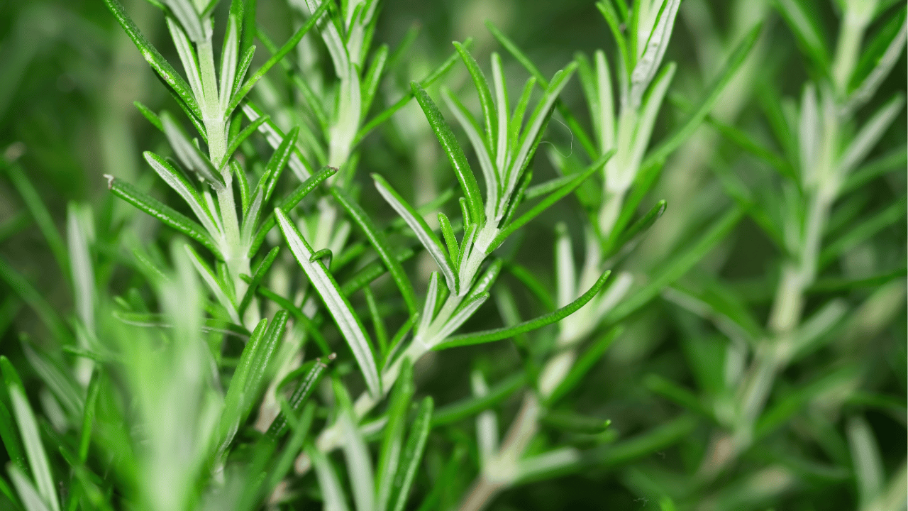 rosemary plant care