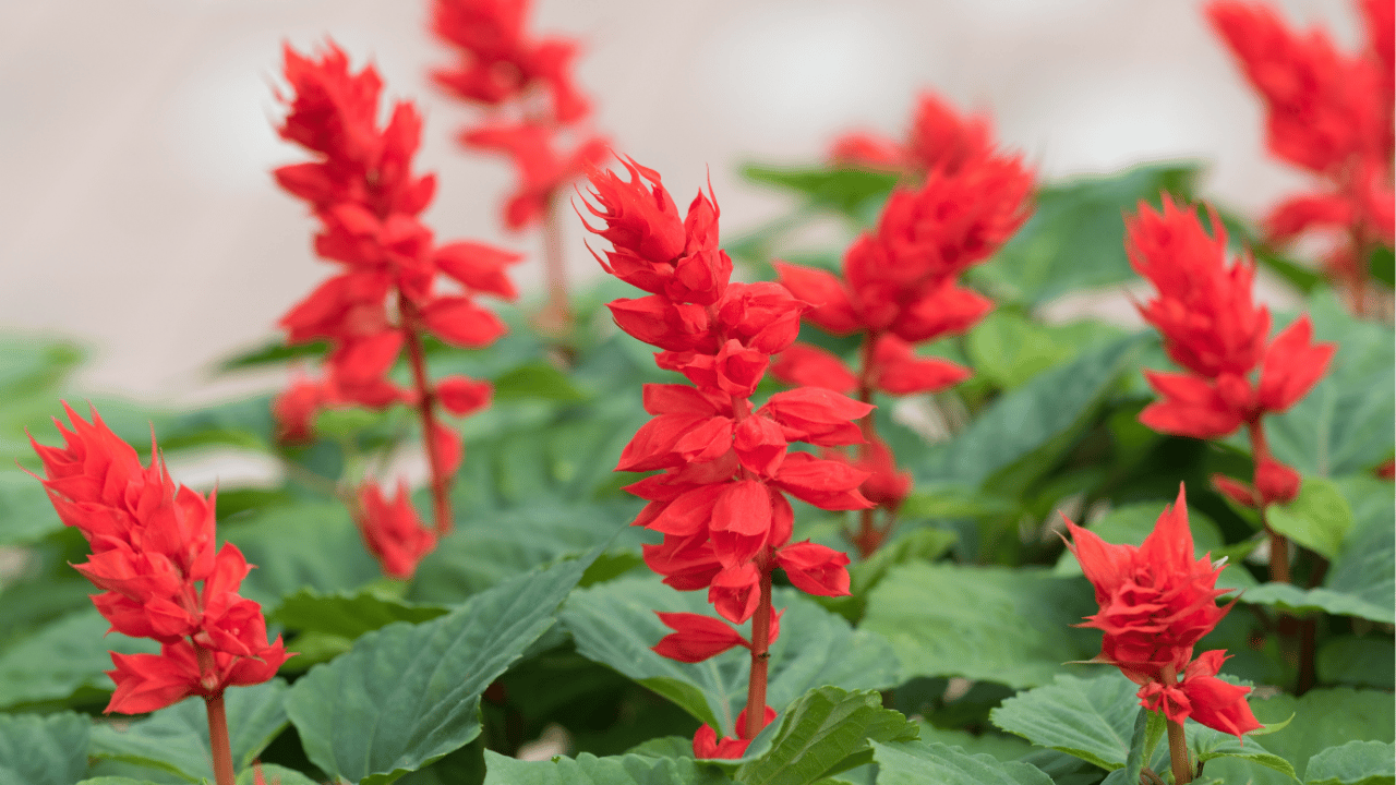 salvia plant care