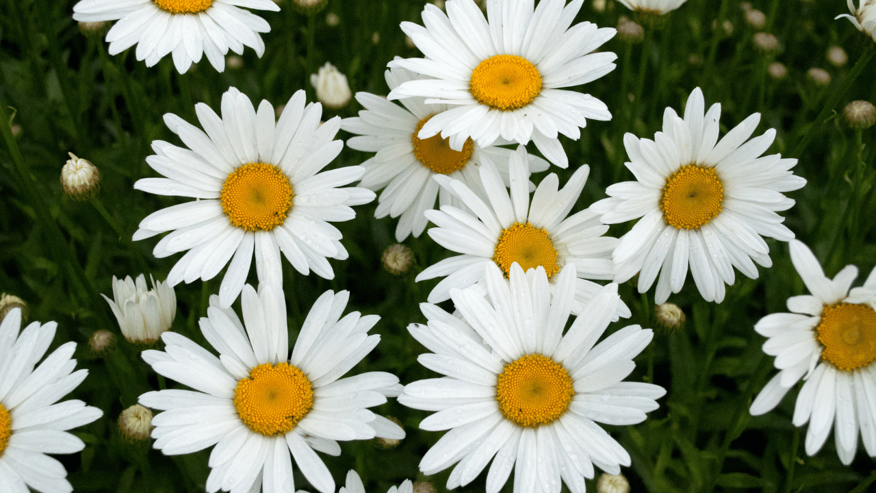 shasta daisy care