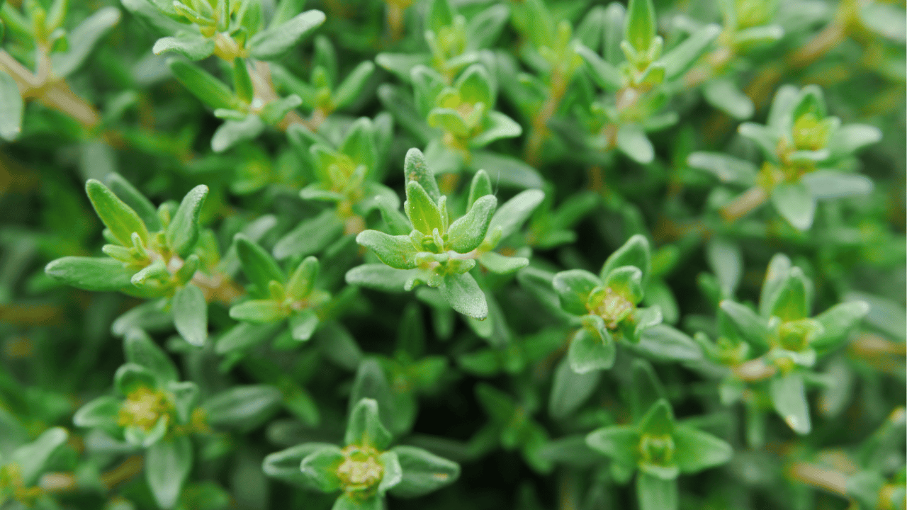 thyme plant care