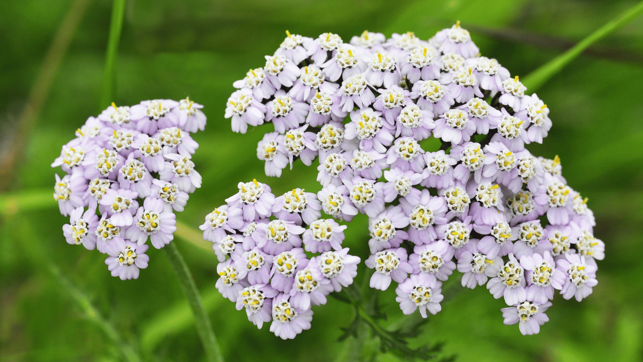 yarrow plant care