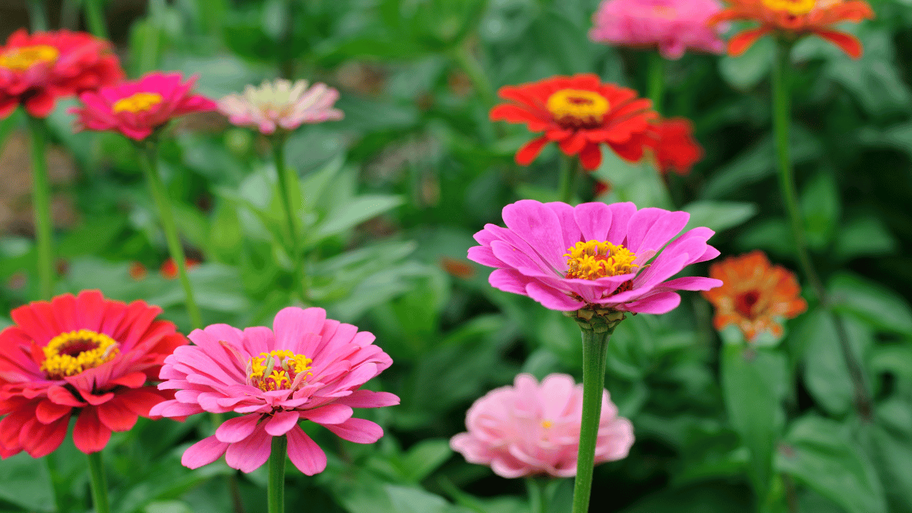 zinnia plant care